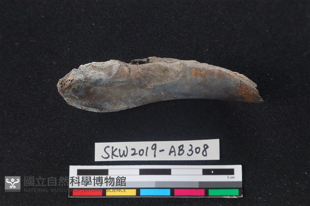 獸骨藏品圖，第1張