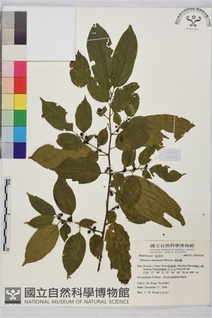 桶鉤藤藏品圖，第1張