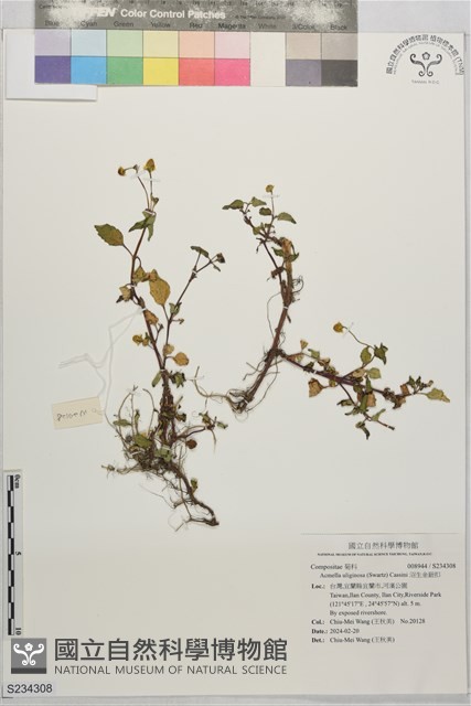 沼生金鈕扣藏品圖，第1張