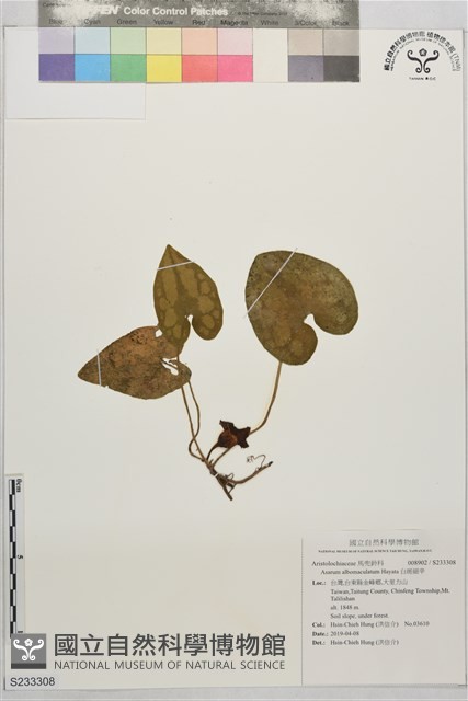 白斑細辛藏品圖，第1張