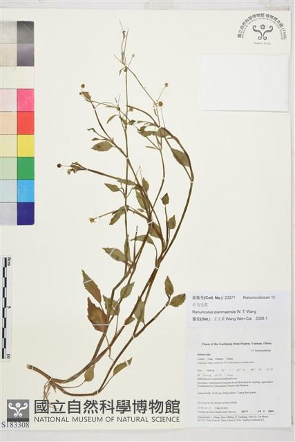 Accession Number:S183308 Collection Image