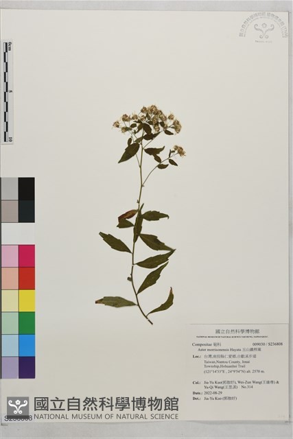 玉山鐵桿蒿藏品圖，第1張