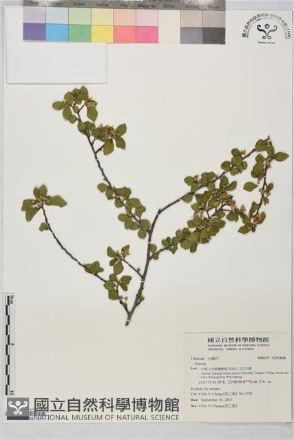 登錄號:S202808藏品圖，第1張