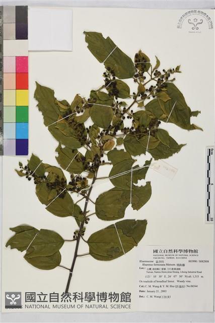 桶鉤藤藏品圖，第1張