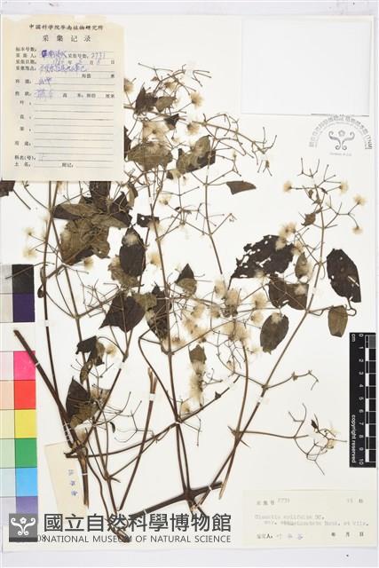 鈍齒鐵線蓮藏品圖，第1張