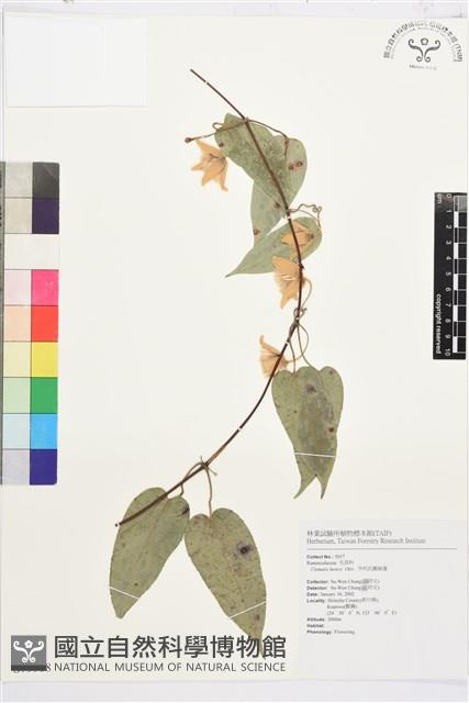 亨利氏鐵線蓮藏品圖，第1張