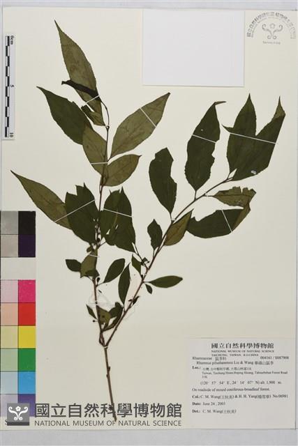 畢祿山鼠李藏品圖，第1張