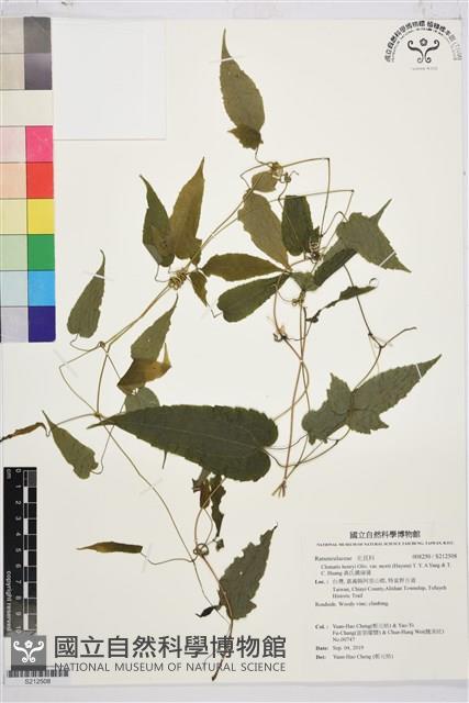 森氏鐵線蓮藏品圖，第1張