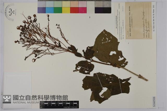 龍船花藏品圖，第1張