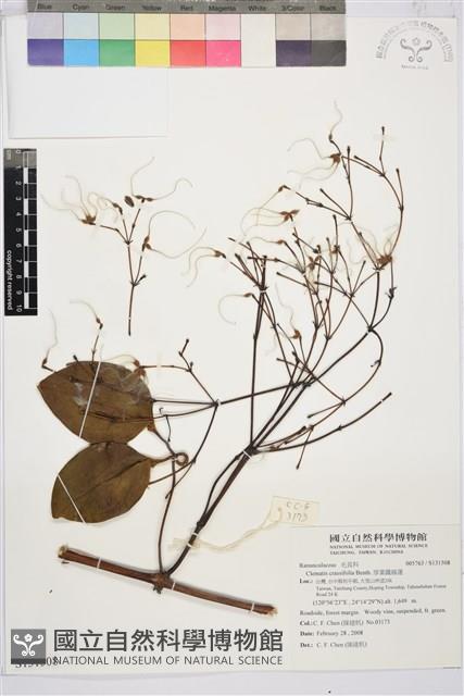 厚葉鐵線蓮藏品圖，第2張