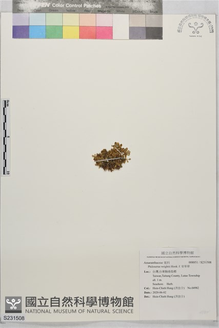 安旱草藏品圖，第1張