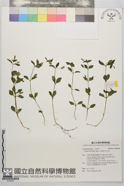 母丁香藏品圖，第1張