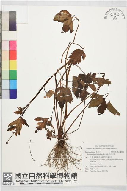 鉤柱毛茛藏品圖，第1張