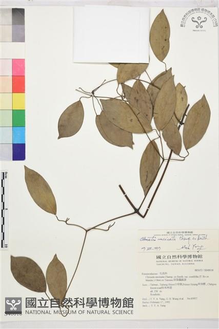 柱果鐵線蓮藏品圖，第2張