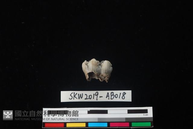 獸骨藏品圖，第1張