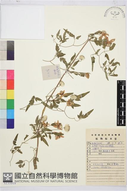 黃花鐵線蓮藏品圖，第1張