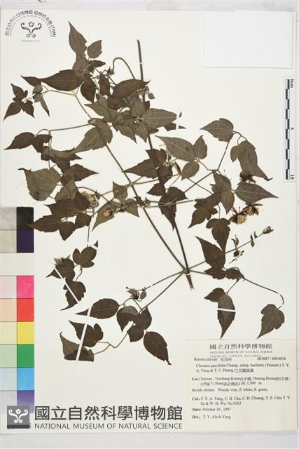 巴氏鐵線蓮藏品圖，第2張