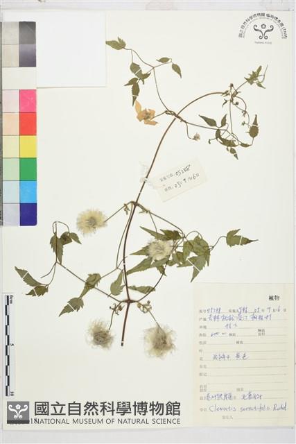 齒葉鐵線蓮藏品圖，第1張