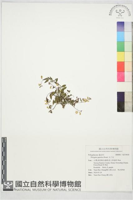 瓜子金藏品圖，第1張