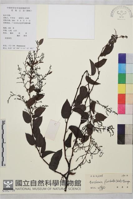 多花勾兒茶, 多花黃鱔藤藏品圖，第1張