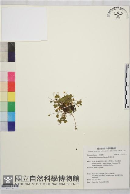 鹿場毛茛藏品圖，第1張