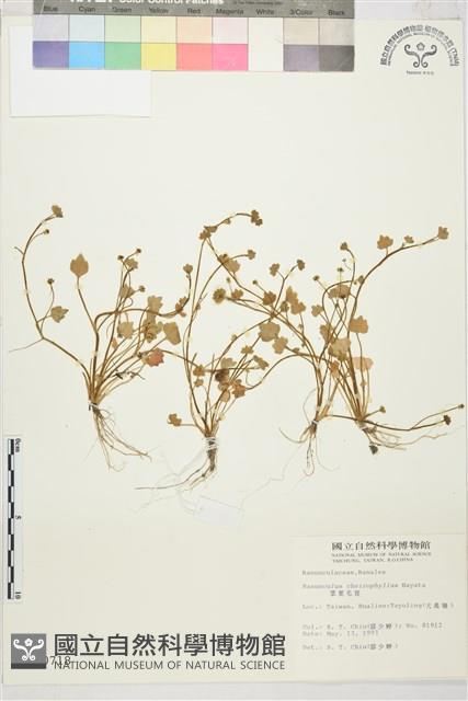 掌葉毛茛藏品圖，第1張