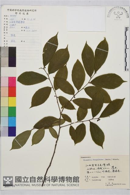 貓乳藏品圖，第1張