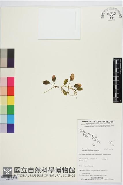 卵葉鹽藻藏品圖，第1張