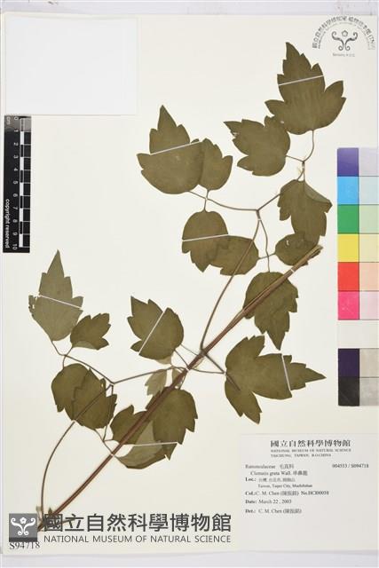 串鼻龍藏品圖，第1張