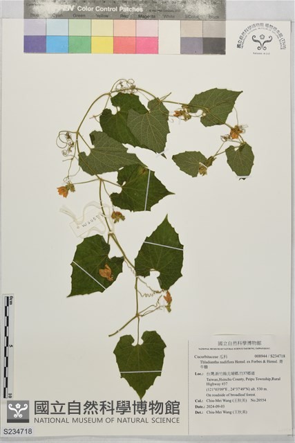 青牛膽藏品圖，第1張