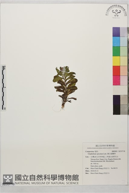 裏白鼠麴草藏品圖，第1張