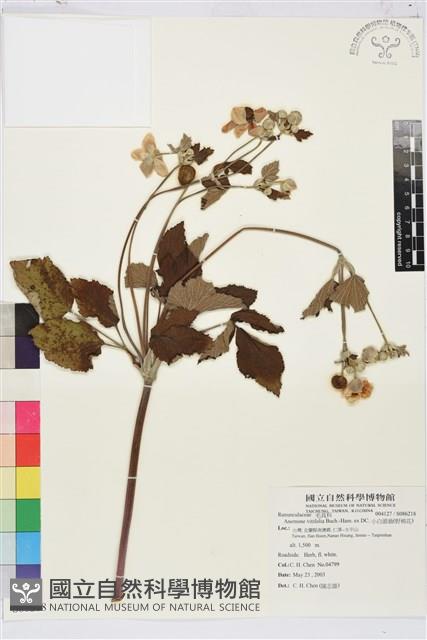 小白頭翁、野棉花藏品圖，第1張