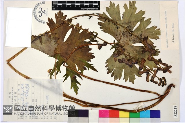 粗花烏頭藏品圖，第2張