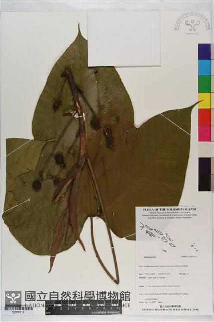 登錄號:S201218藏品圖，第1張