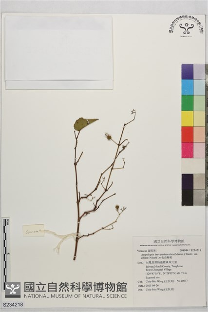 毛山葡萄藏品圖，第1張