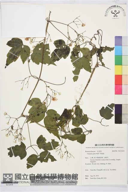 串鼻龍藏品圖，第1張