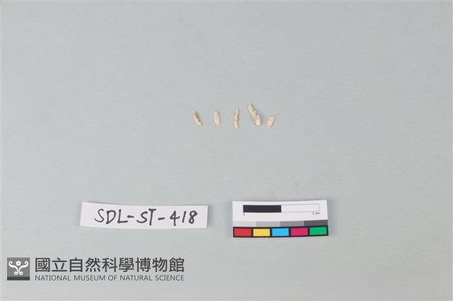 玉飾藏品圖，第1張
