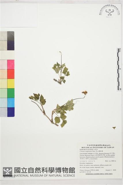 高山鐵線蓮藏品圖，第4張