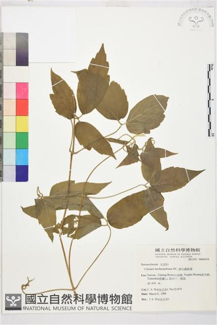 銹毛鐵線蓮藏品圖，第1張