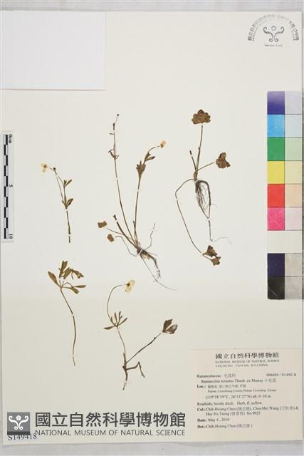 小毛茛藏品圖，第1張