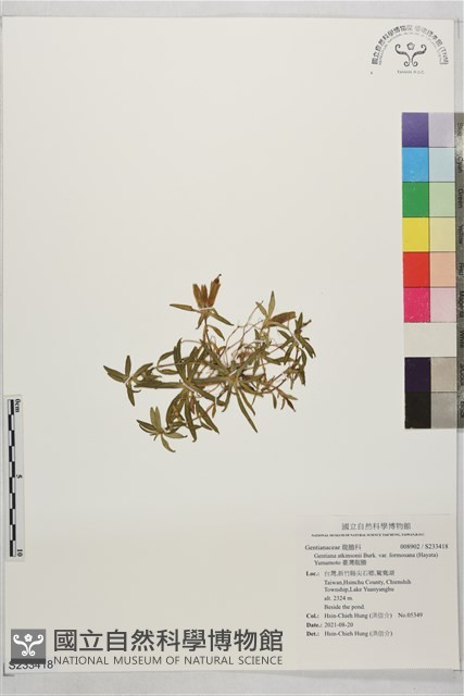 臺灣龍膽藏品圖，第1張