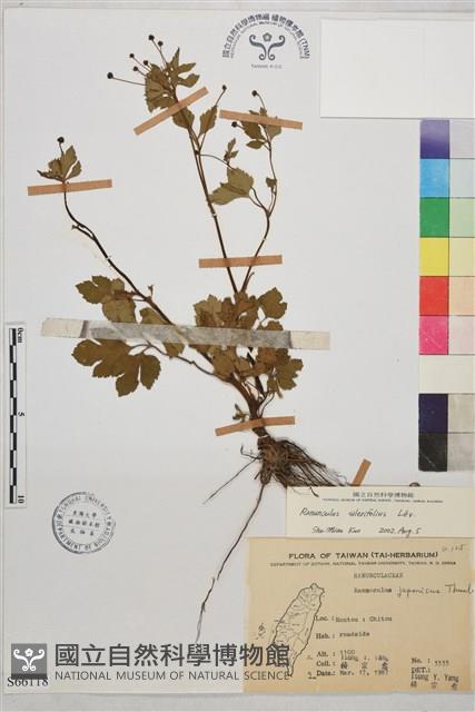 鉤柱毛茛藏品圖，第1張