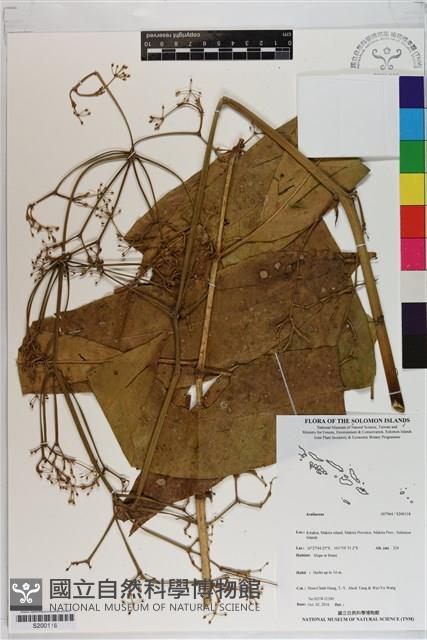 登錄號:S200118藏品圖，第1張