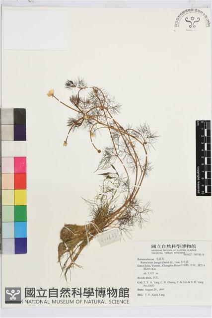 水毛茛藏品圖，第1張