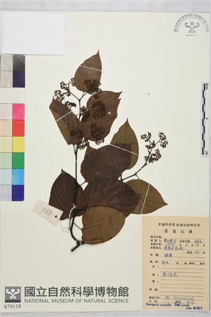 拐棗、枳椇藏品圖，第1張