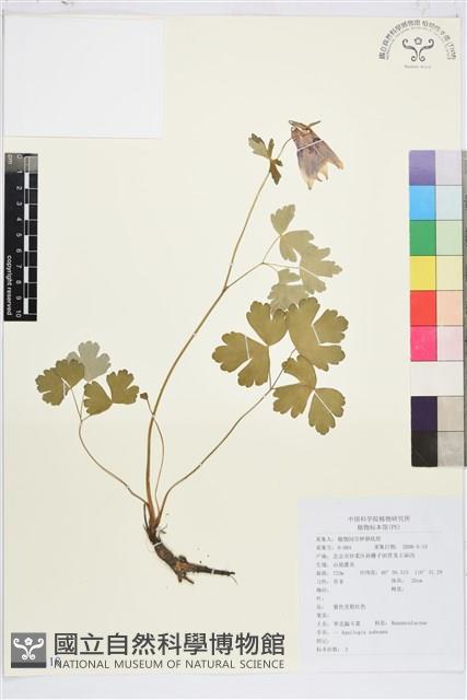 華北耬斗菜藏品圖，第1張