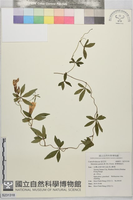 掌葉姬旋花藏品圖，第1張