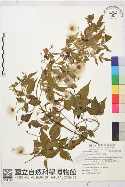 小木通藏品圖，第2張