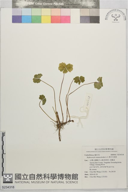 漂浮天胡荽藏品圖，第1張