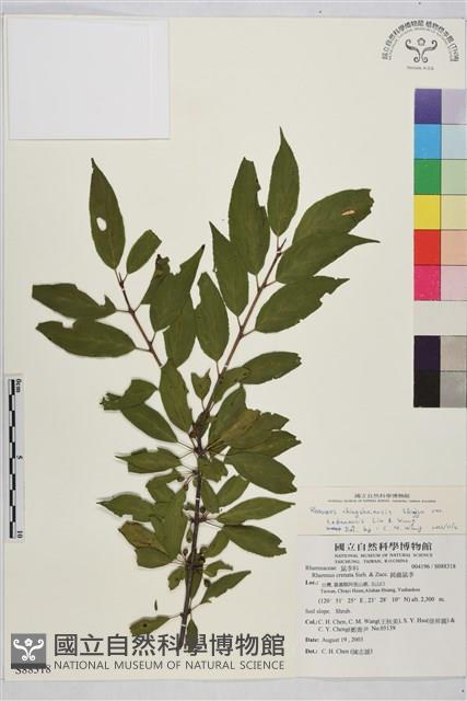 塔山鼠李藏品圖，第1張